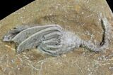 Beautiful Crinoid Plate - Three Species - Crawfordsville #94381-3
